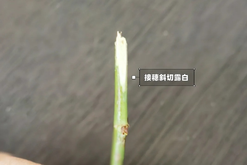1742026441640854.jpg 月季嫁接技术大全(多图详解)