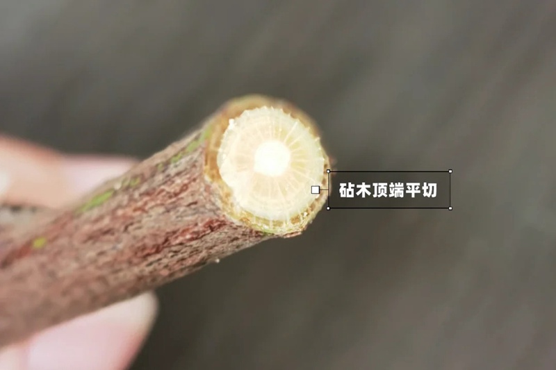 1742026441656973.jpg 月季嫁接技术大全(多图详解)
