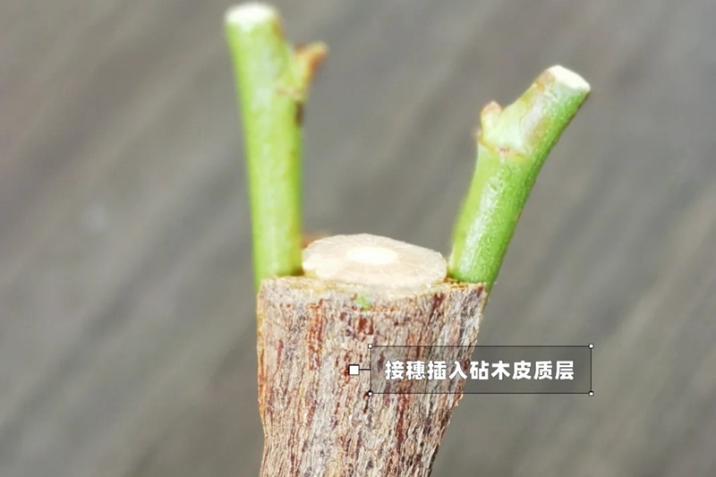 1742026441815854.jpg 月季嫁接技术大全(多图详解)