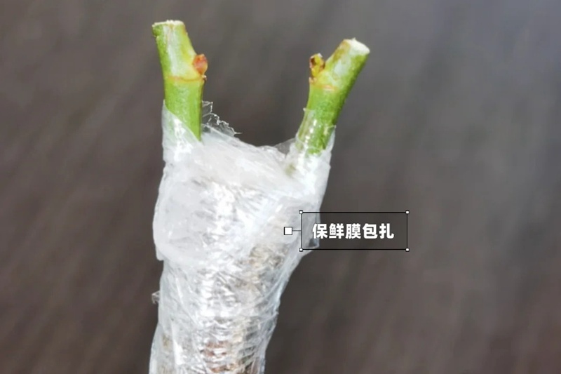 1742026441872174.jpg 月季嫁接技术大全(多图详解)