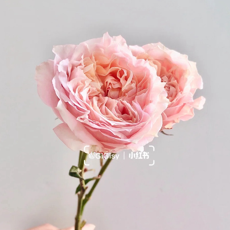 1742180780251686.jpg 蜜桃乔治 Georgia Peacch