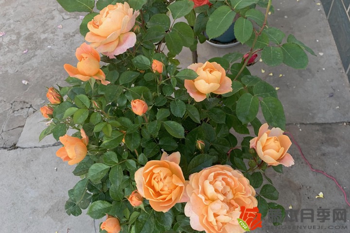 1742457947117702.jpg 月季花怕太阳暴晒吗