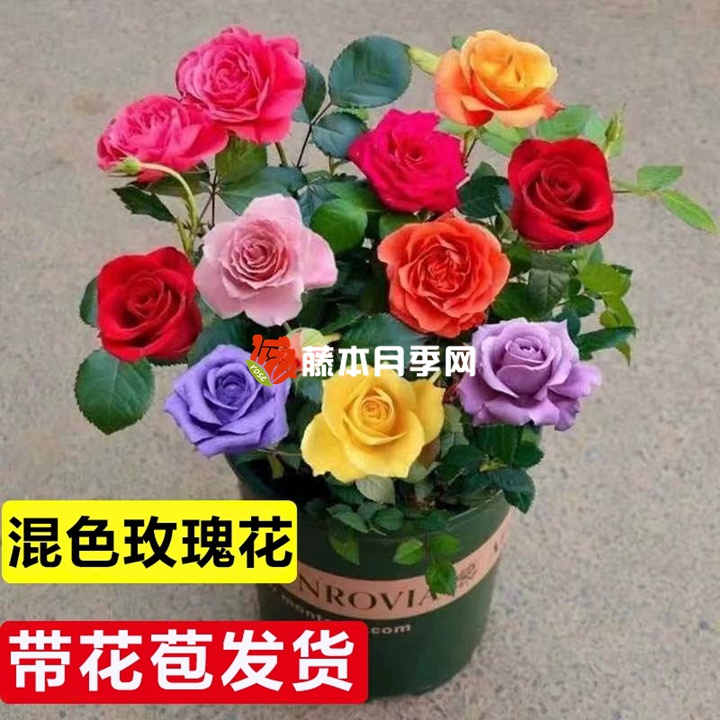 1742518216715625.jpg 花卉界的奇葩假货植物大盘点
