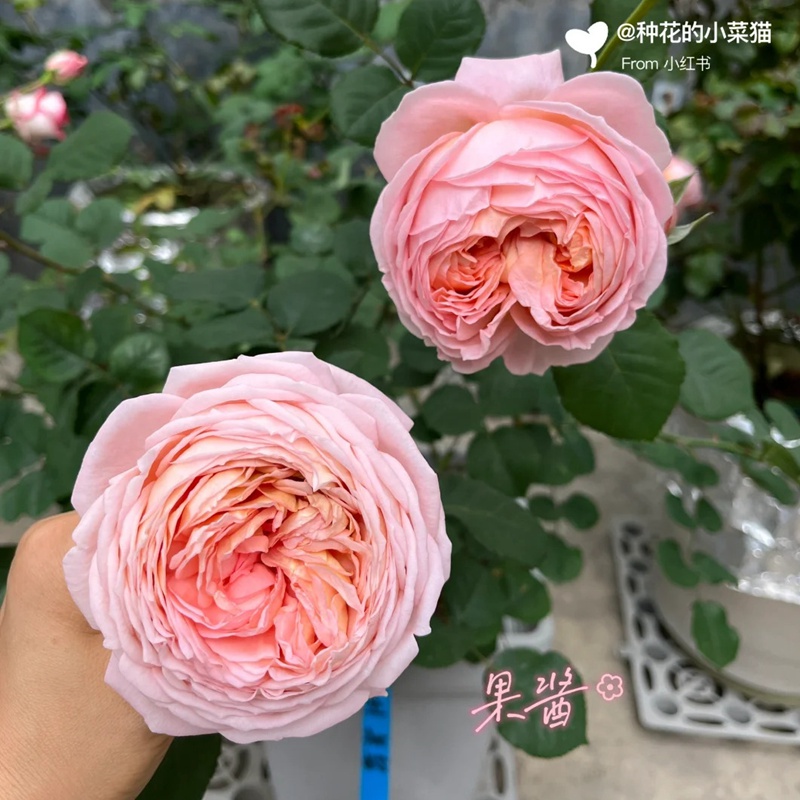 1742612096531672.jpg 果酱 Confiture
