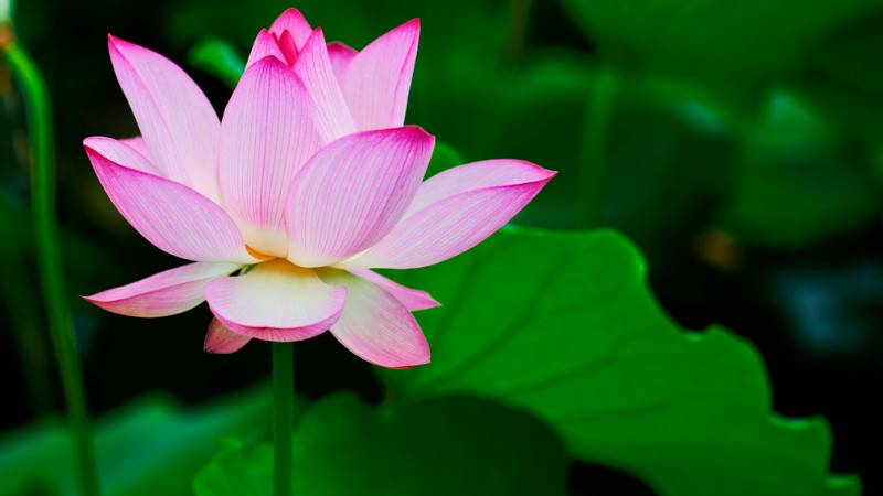 1742881723870386.jpg 6月常见开花花卉及观赏指南
