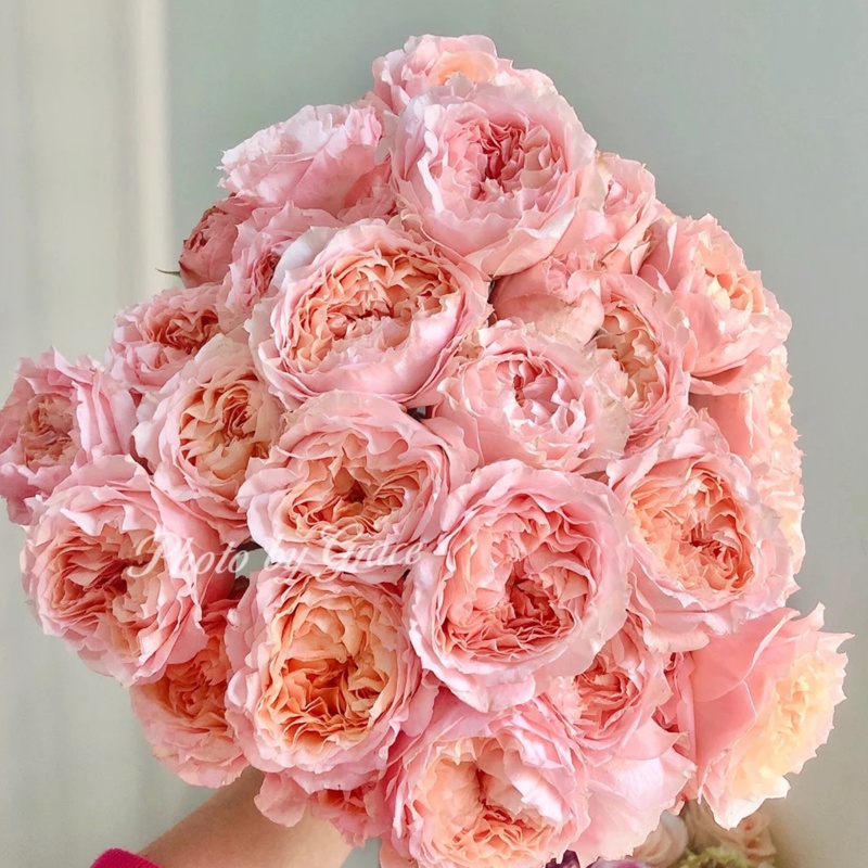 1742881775319442.jpg 6月常见开花花卉及观赏指南