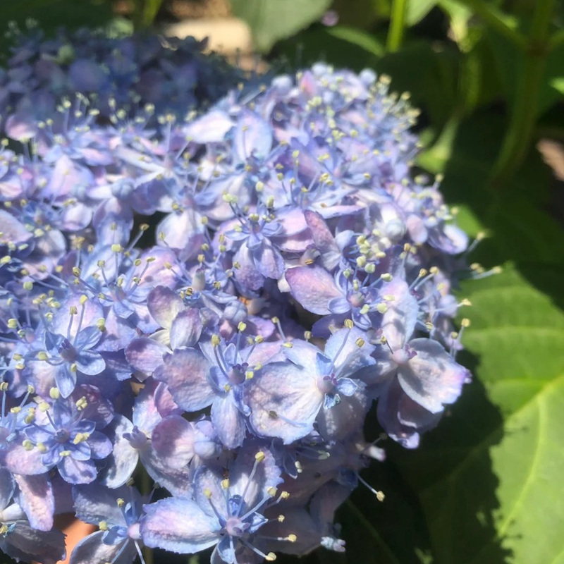 1742881793853097.jpg 6月常见开花花卉及观赏指南