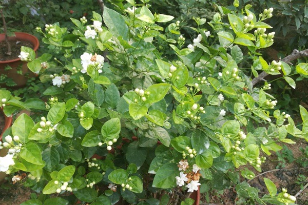1742881902853169.jpg 6月常见开花花卉及观赏指南