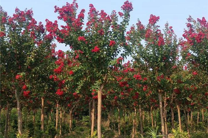1742881999903958.jpg 6月常见开花花卉及观赏指南