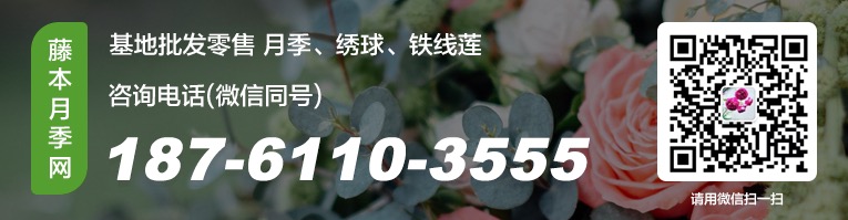1743035885174529.jpg 月季园的经典藤本月季品种苗情一览