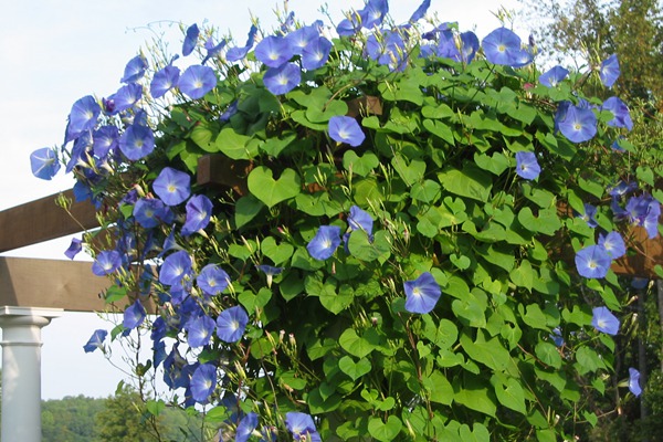 1743212589120195.jpg 牵牛花什么时候开,它的花期能持续多久