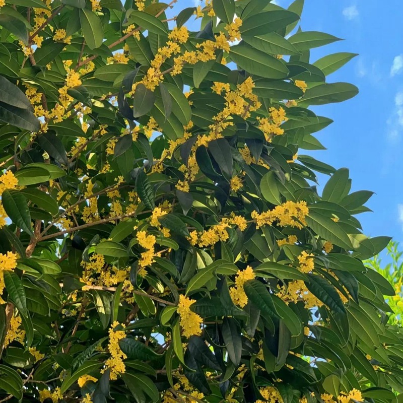 1743231506810170.jpg 八月桂一年开几次花,花期是几月