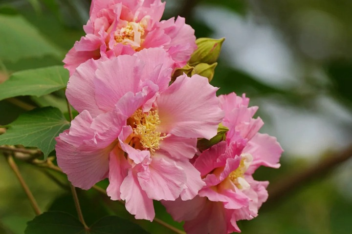 1743389609161367.jpg 芙蓉花的花期是什么时候
