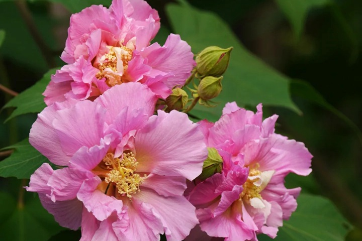 1743389609355641.jpg 芙蓉花的花期是什么时候