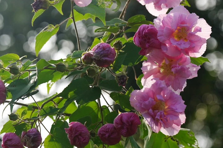 1743389609487578.jpg 芙蓉花的花期是什么时候