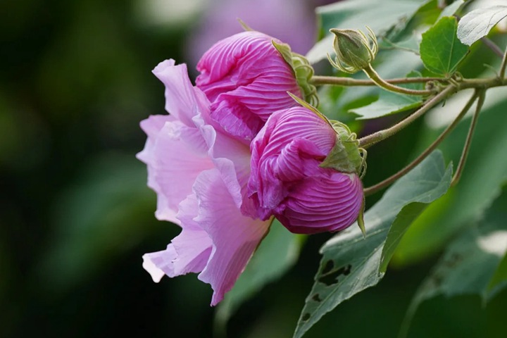 1743389609579652.jpg 芙蓉花的花期是什么时候