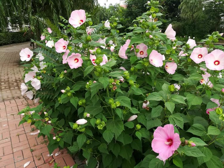 1744166317429901.jpg 2025北方大花秋葵种植时间表!选对月份,花期更长更旺盛!