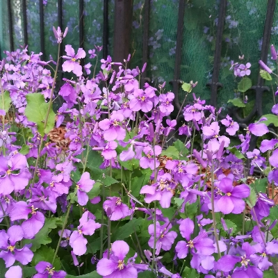 1744166317947299.jpg 2025北方大花秋葵种植时间表!选对月份,花期更长更旺盛!