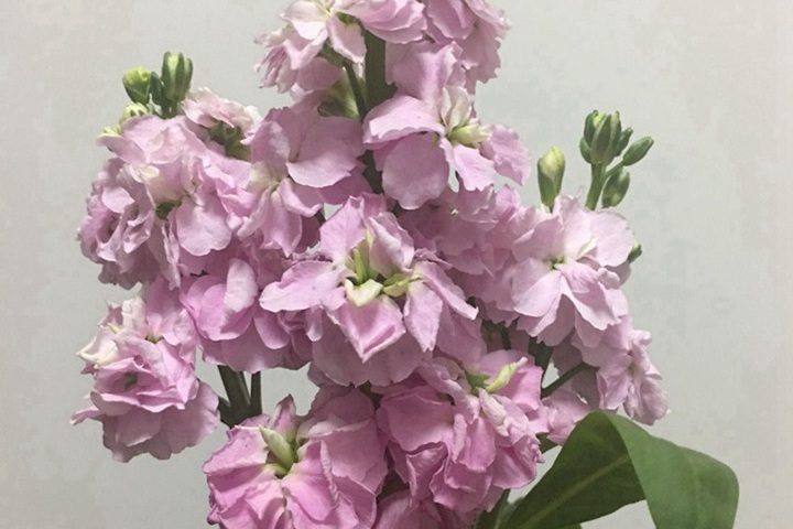 1744601905530320.jpg 紫罗兰几月开花?