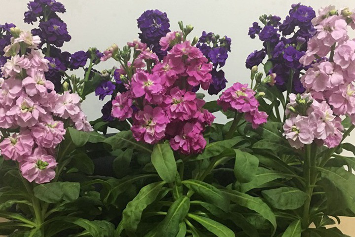 1744601905917429.jpg 紫罗兰几月开花?