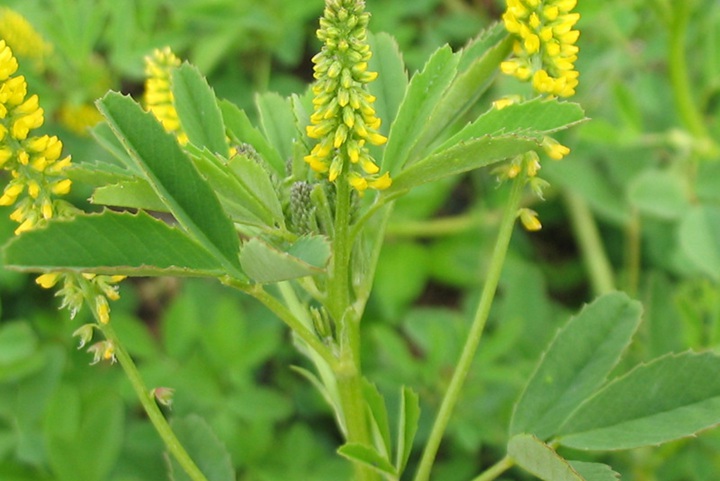 1744684214117235.jpg 草木樨种植养护指南