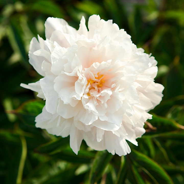1744686249160293.jpg 芍药花种植养护超详细指南!