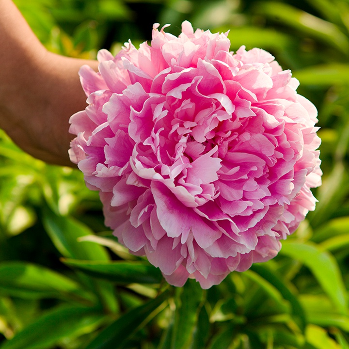 1744686270760887.jpg 芍药花种植养护超详细指南!