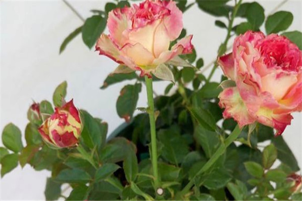 1744790350589611.jpg 月季莲花的优缺点