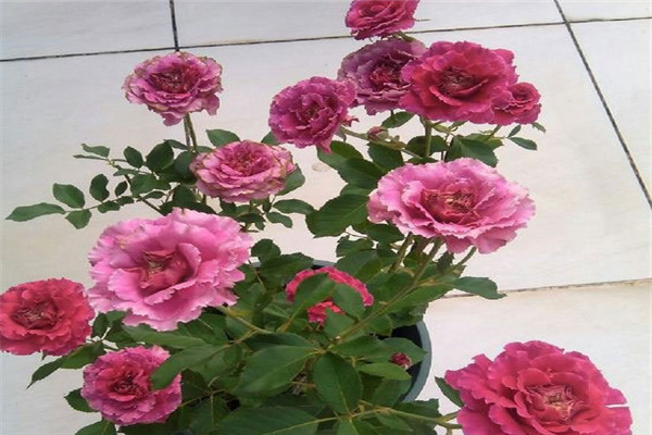 1744854759429307.jpg 月季草药的优缺点