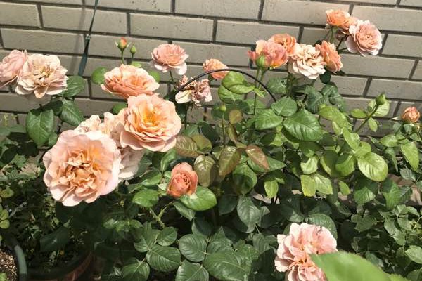 1744854898691497.jpg 月季拿铁咖啡优缺点解析