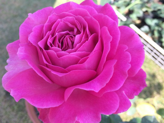 1745389331309475.jpg 月季伊芙蓝宝石优缺点分析