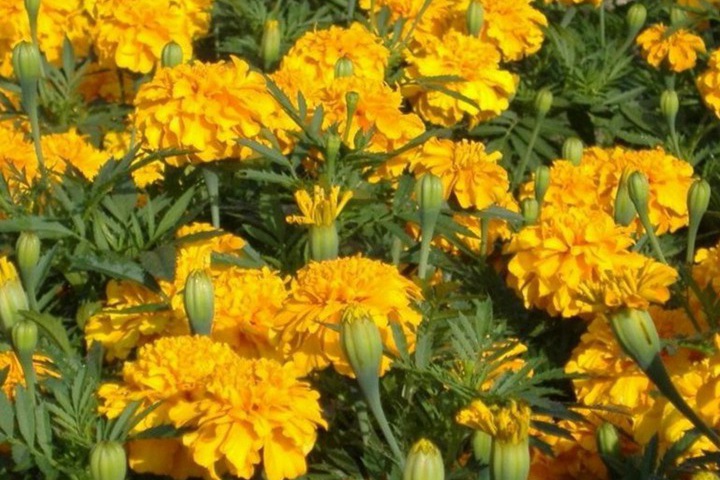 1746498398444621.jpg 新手也能养的5种秋季开花植物