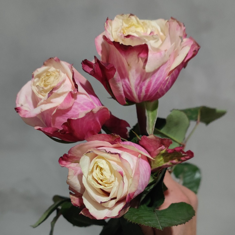 1746516186168953.jpg 玛罗莎Marosa