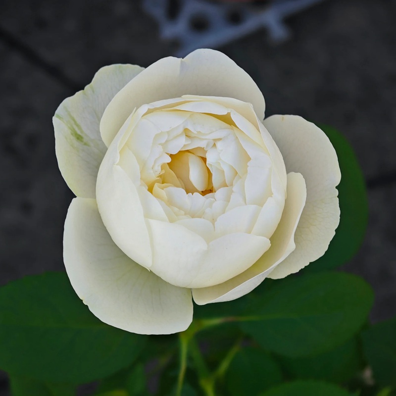 1746587111609253.jpg 月季冰雪世界优缺点全解析