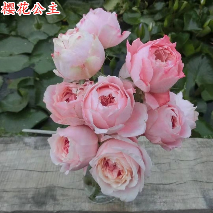 1746668435844632.jpg 月季樱花公主优缺点解析