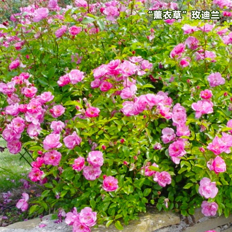 1746856689926486.jpg 月季薰衣草玫迪兰优缺点全解析