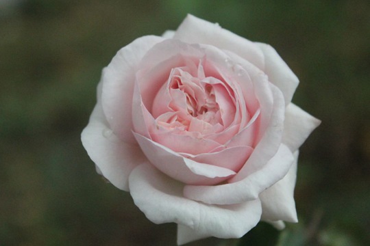 1746863004246633.jpg 月季伊芙芳香喷泉的优缺点