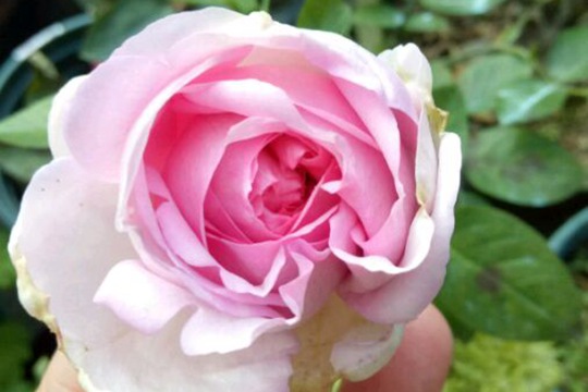 1746863007898530.jpg 月季伊芙芳香喷泉的优缺点