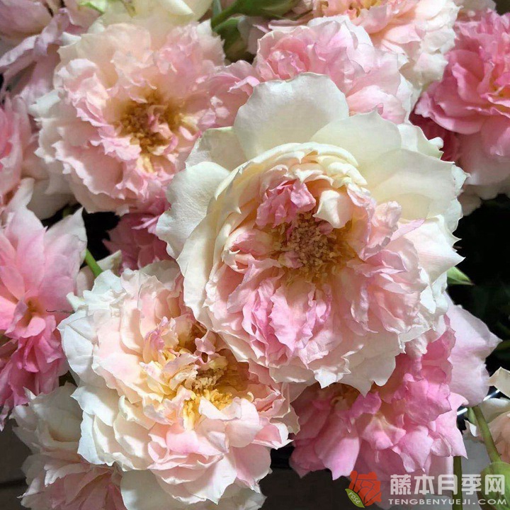 1746884623934913.jpg 月季娜乌西卡的优缺点