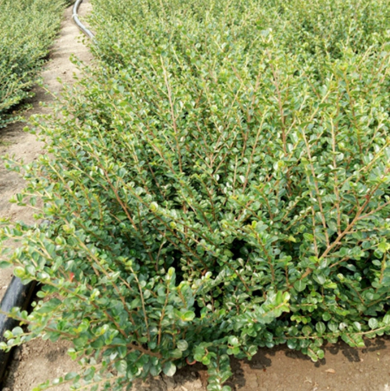 1747099623959776.jpg 匍匐栒子:地被植物中的璀璨明珠