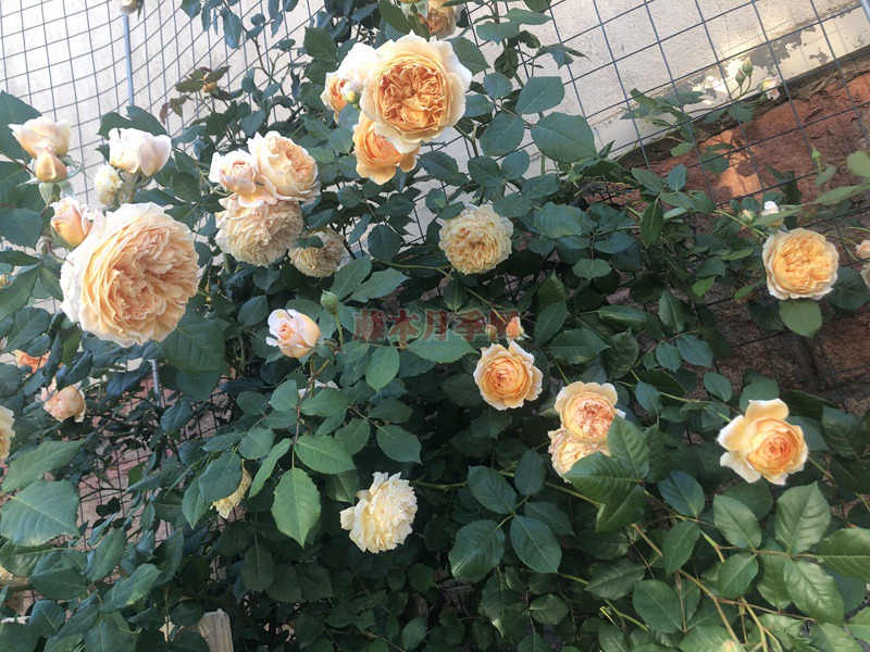 1747290914247771.jpg 月季玛格丽特王妃的优缺点