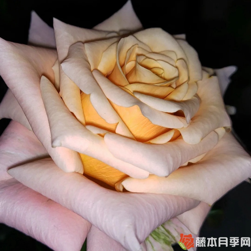 1747386648178972.jpg 月季极昼的优缺点分析