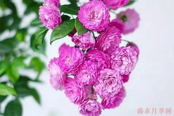 1747386961693594.jpg 葡萄园之歌的优缺点分析