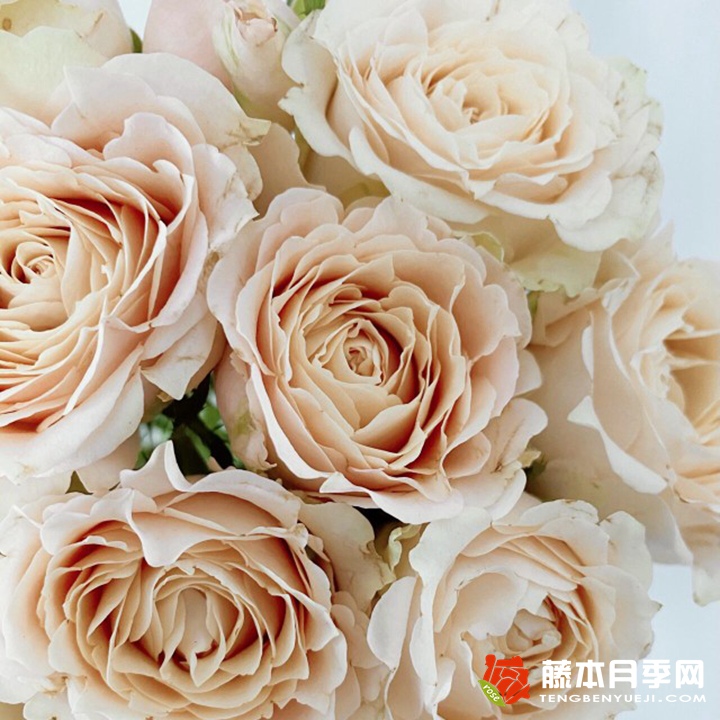1747536608346899.jpg 月季撒哈拉沙漠的优缺点解析