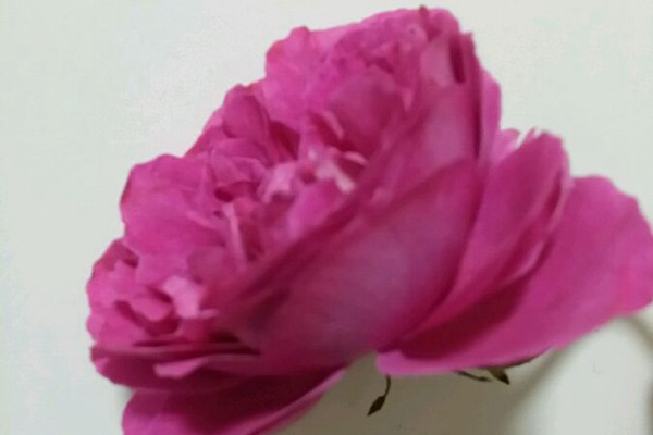 1747632191731987.jpg 月季伊芙日出的优缺点分析