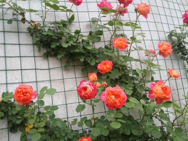1747637351506348.jpg 月季藤宝贝品种优缺点介绍