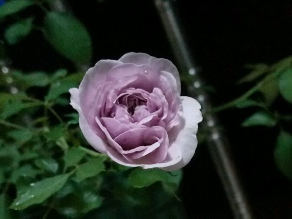 1747726912141461.jpg 月季蓝色阴雨优缺点全解析