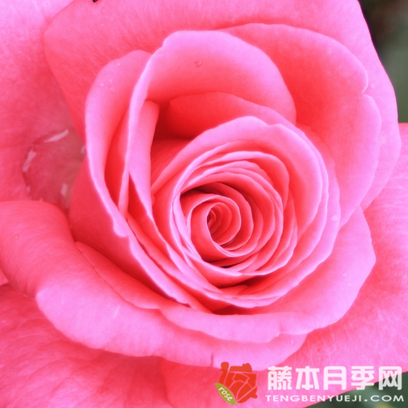 1747729255800577.jpg 月季淑女的优缺点