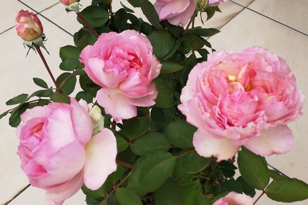 1747733113762071.jpg 月季伊芙唯一优缺点全解析