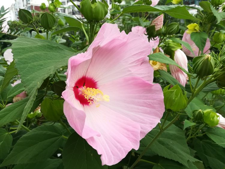 1747983655302113.jpg 大花秋葵的花期以及种植时间